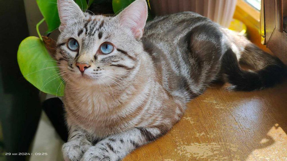 Кот приглашает кошечку