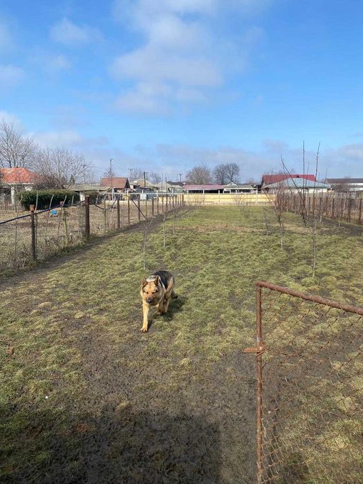 Investitie DN28 Iasi-Spatiu Comercial si Casa P/E/M-Parcare 299000Euro