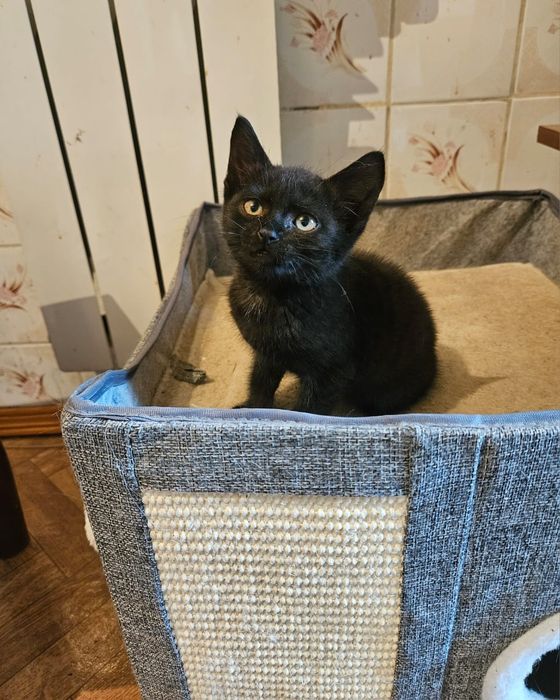Отдам котёнка в хорошие руки срочно!