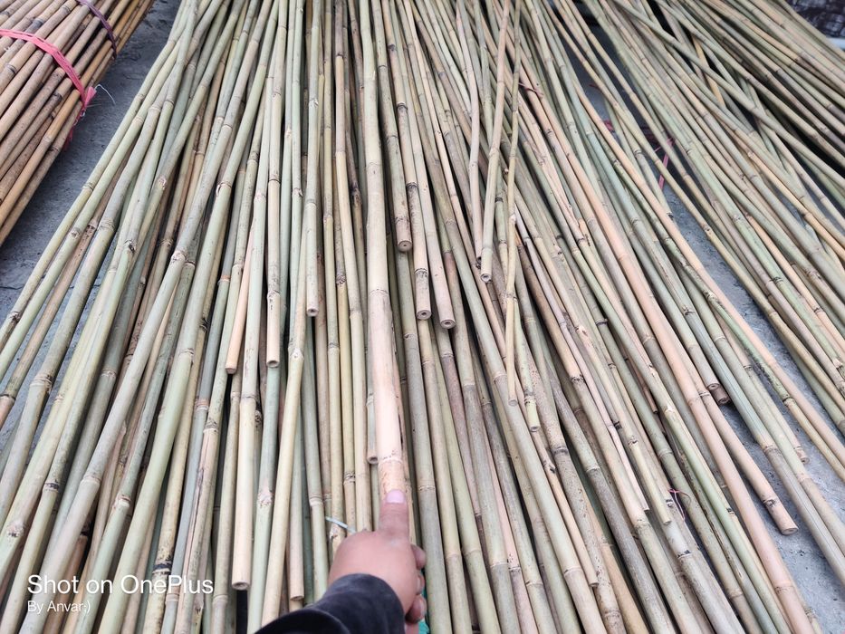 Продам бамбук !!!