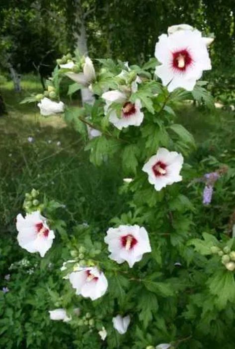 Японска катерлива роза, хортензия, хибискус студоустойчиви
