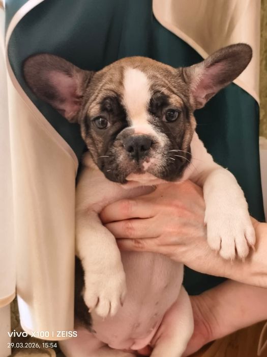 Щенки французского бульдога.