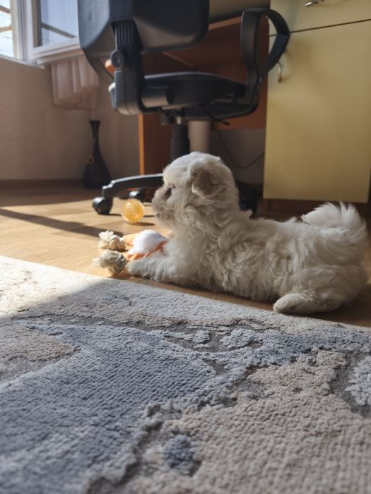 Малтийска болонка