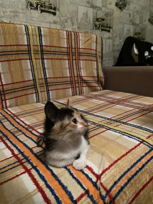 Трехцветный котенок