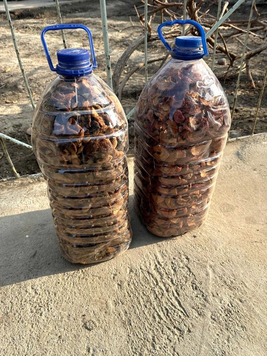 O'rik va olma qoqqisi