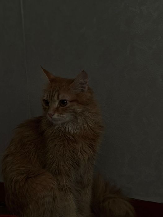 Отдам кошку в добрые руки