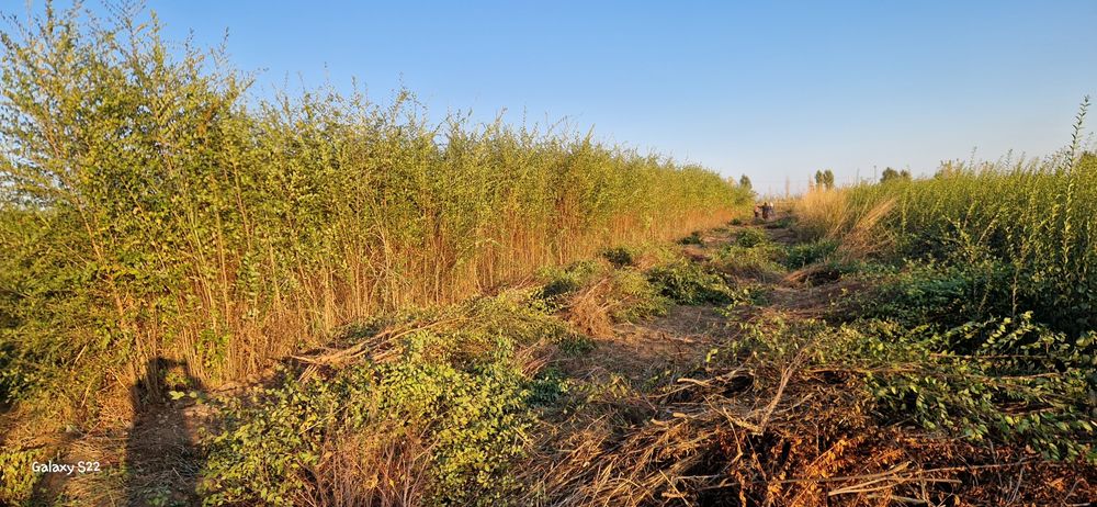 Саженцы  ассортимент