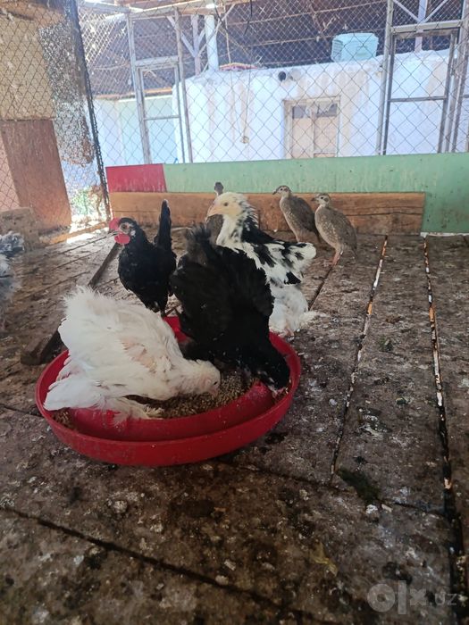 Продам цыплят брамы чистокровные