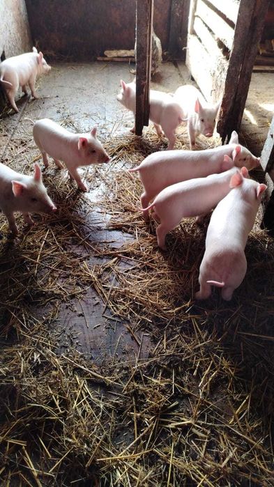 продам поросят месячных