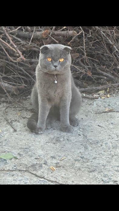 Котята веслоушки