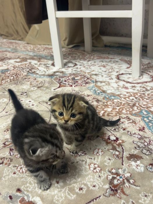 Вислоухие котята