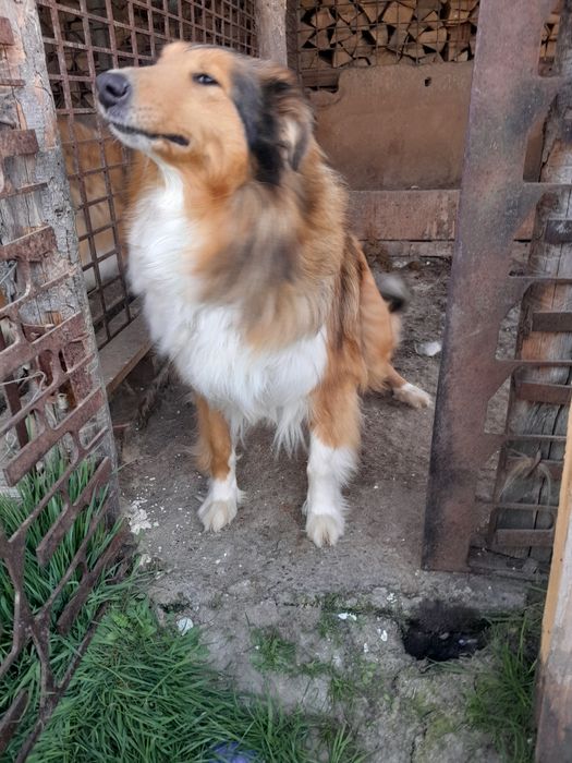 Catelusa collie Lessi  gestanta