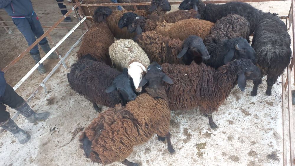 Кошкарлар бар сатылады