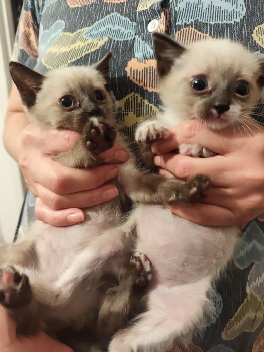Отдам котяток мальчик и девочка