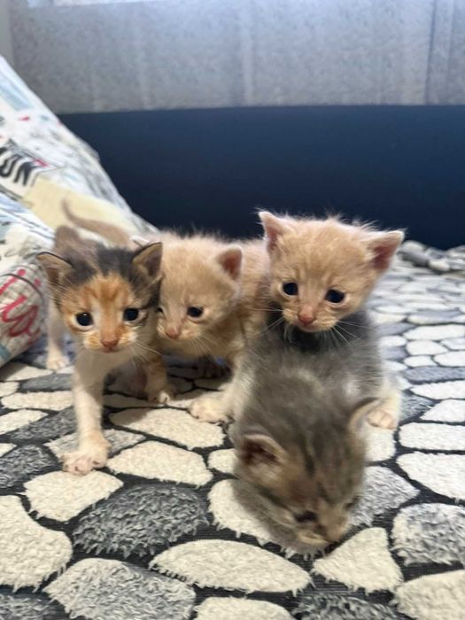 Подаряваме котенца