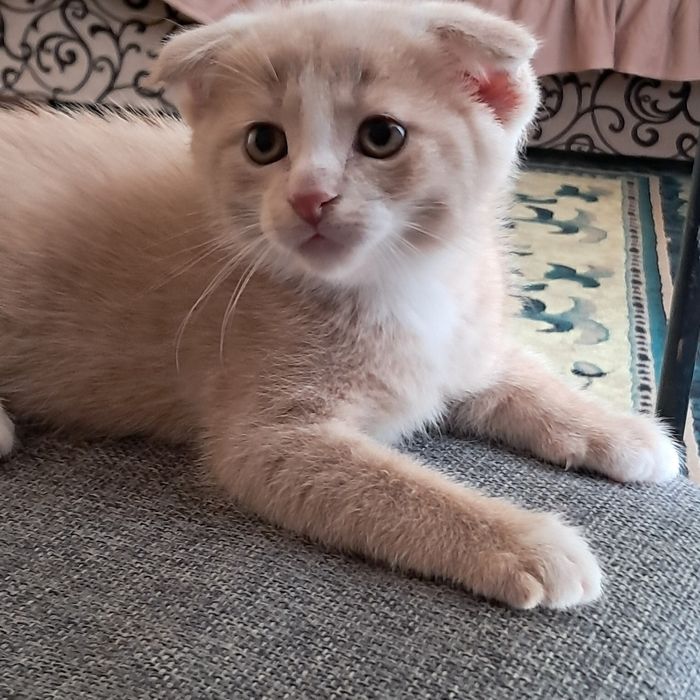Продаются котята