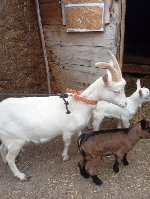 Vând  capra  sanen și alpin franceză