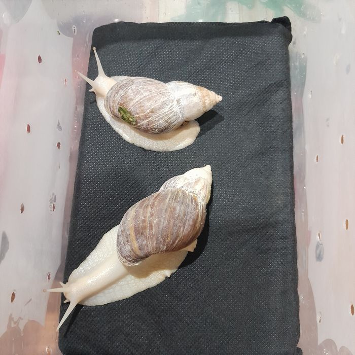 Улитки большие с контейнерами