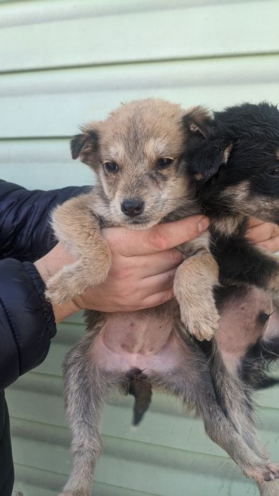 Крысоловы шустрые