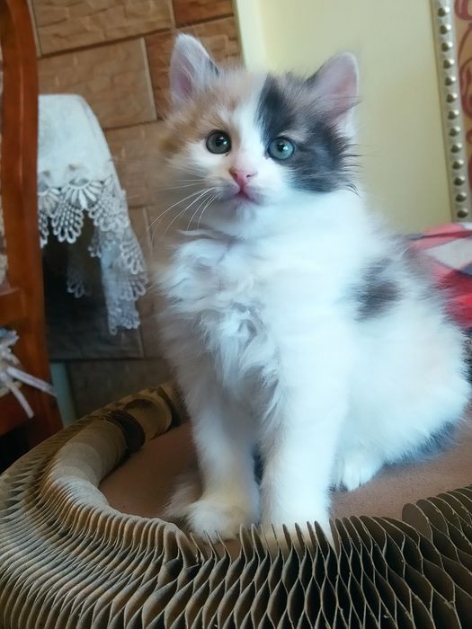 Сибирские котята