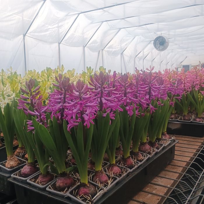 Zambile la ghiveci i