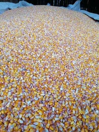 Vând porumb în cantități mari și mici