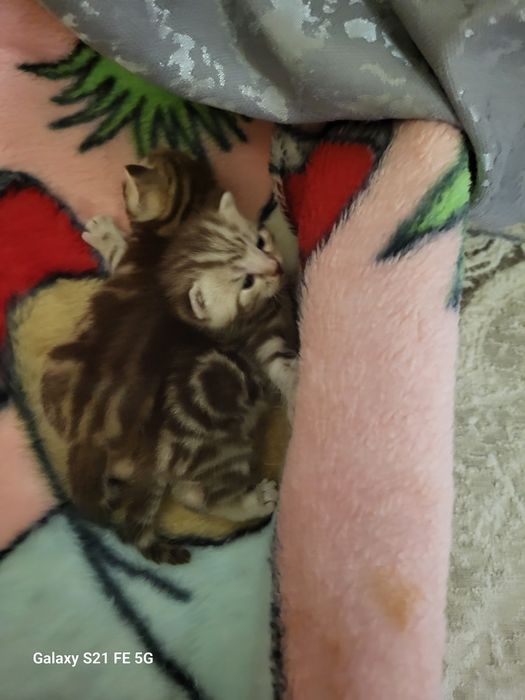 Продам шотландский котят.