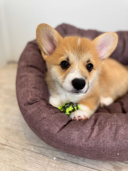 Уелско корги-Пембрук