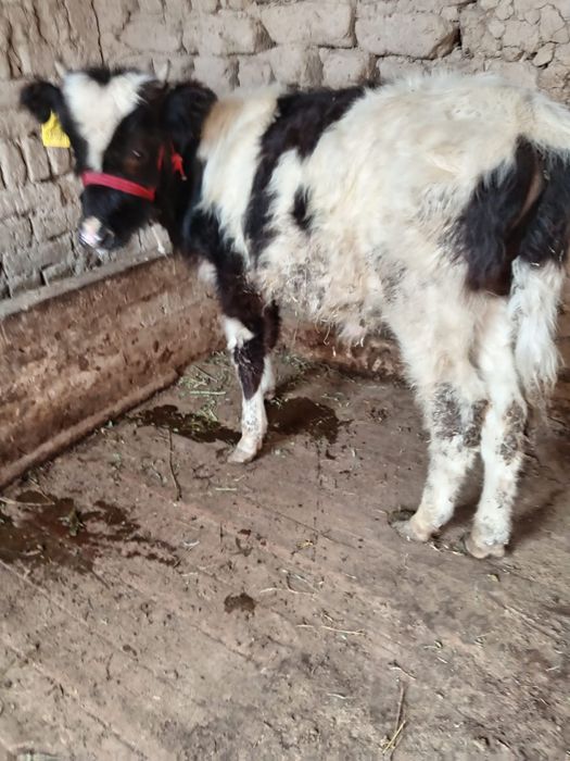 Еркек өгізше сатылады