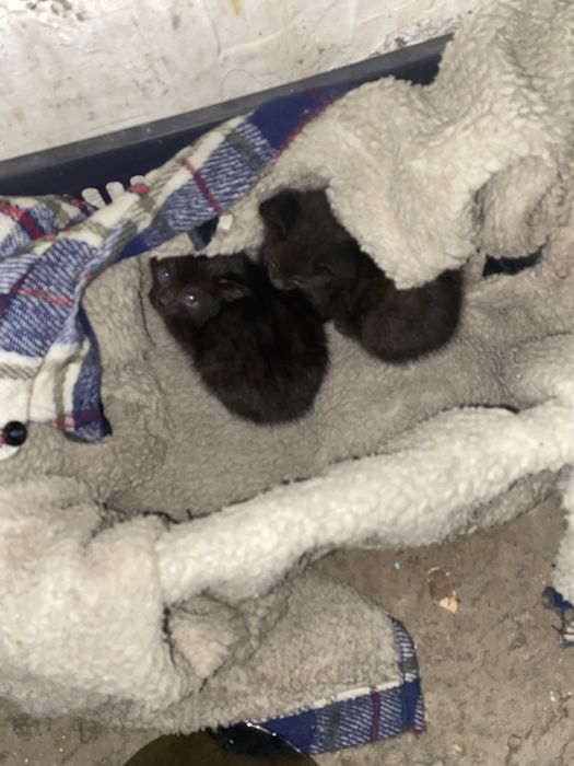 Котята брошенные в добрые руки