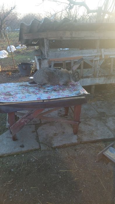 Vând femele  urias  german