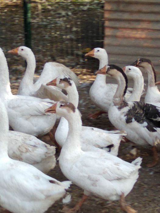 Продаются гуси  домашние