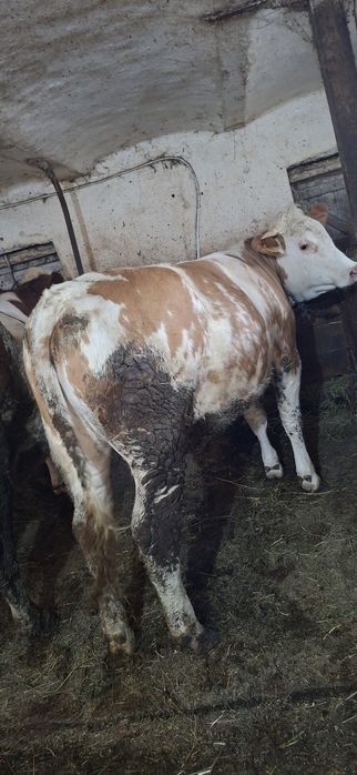 Junincă de vânzare