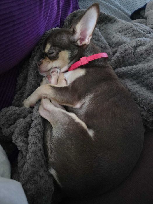 Продам щенка чихуахуа