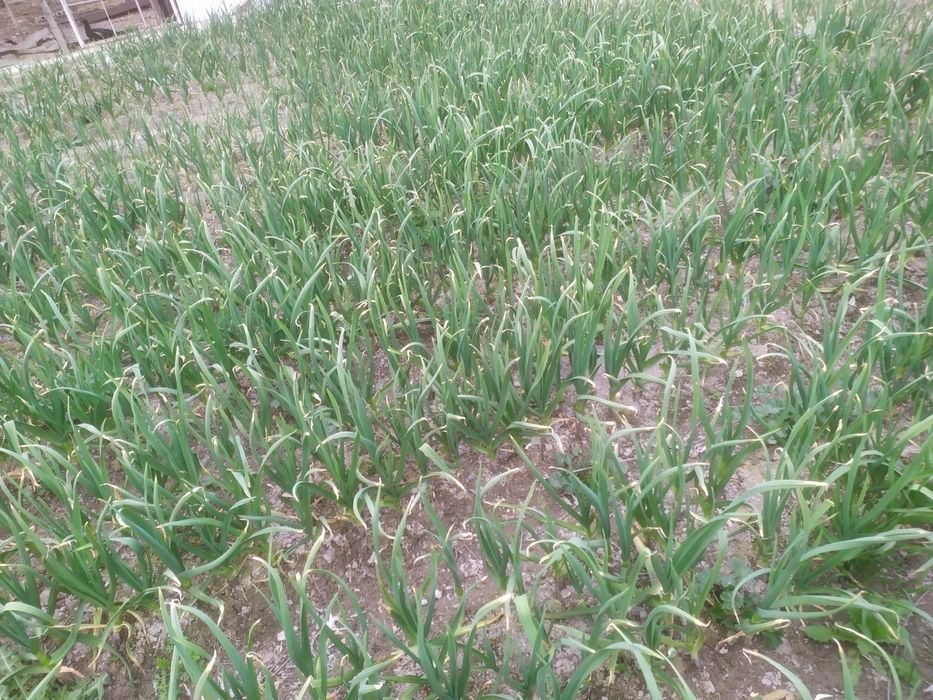 Koʻk chisnok кук чиснок