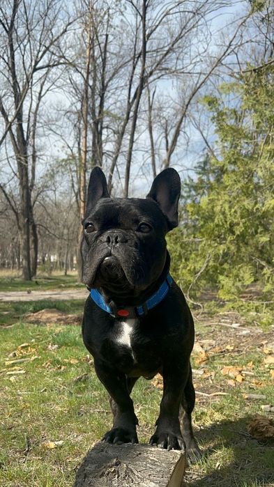 Вязка Французкого бульдога