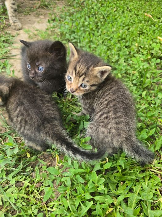 Отдам котят в добрые руки