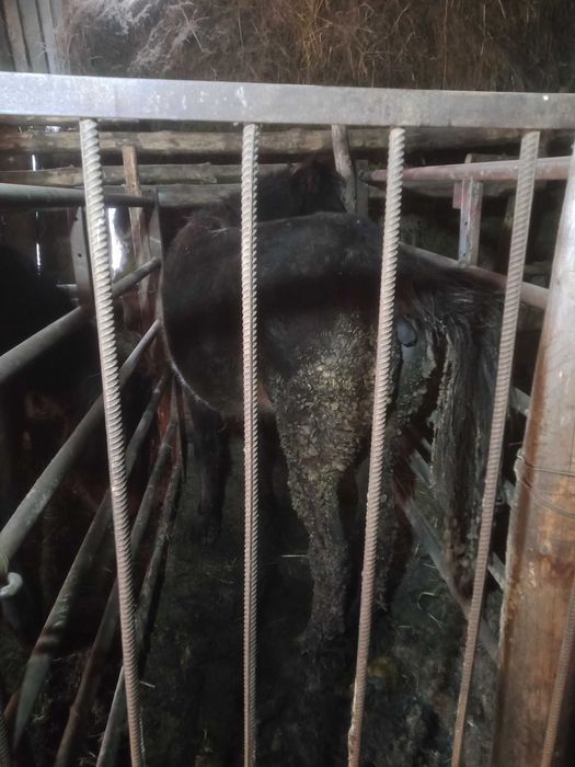 Продам таев с откорма