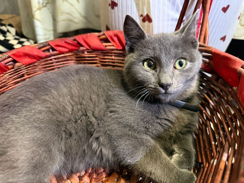 Котенок в добрые руки