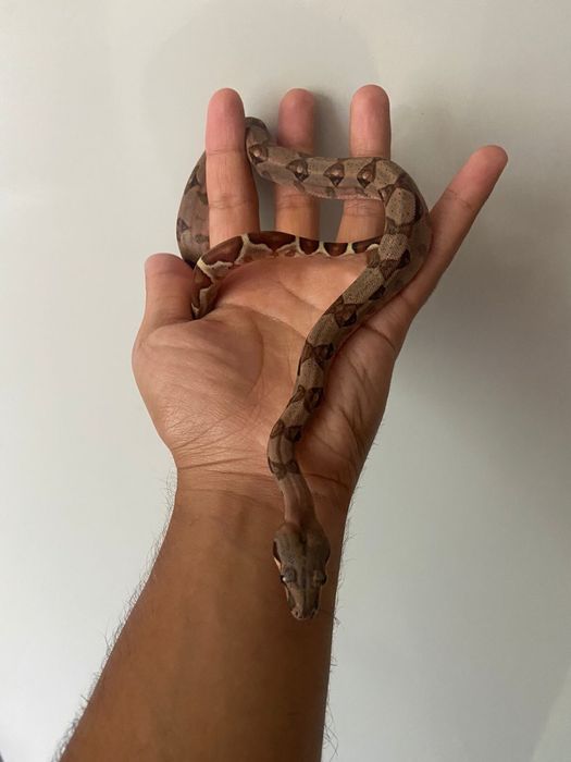 ручная змея удав