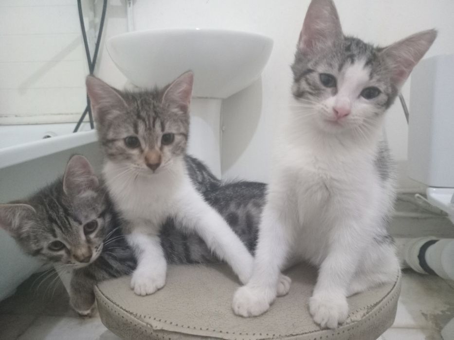 Котенки в хорошие руки!