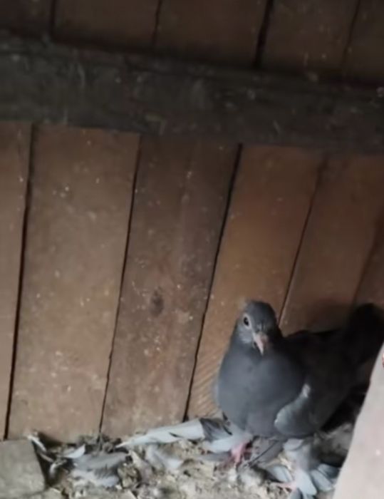 Продажа голубей разной масти