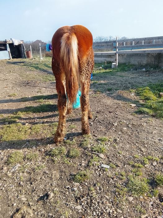 De vânzare mânz de șapte luni