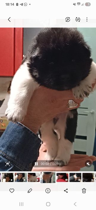 щенки Американская акита