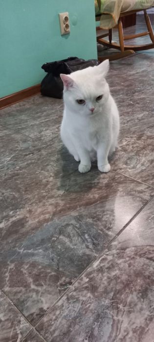 Отдадим в добрые руки