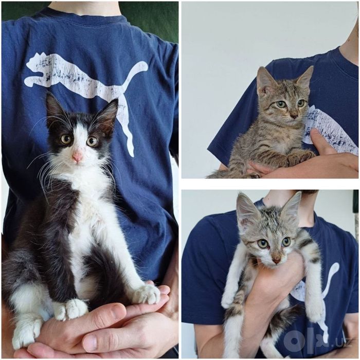 Котята в добрые руки!