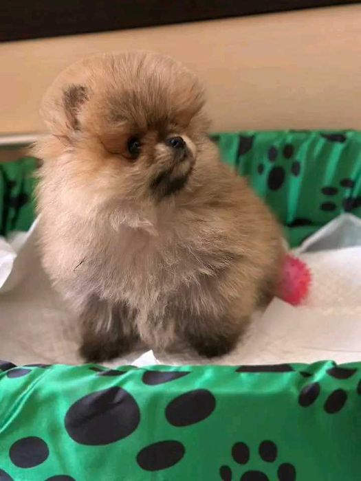 Куче померан мини