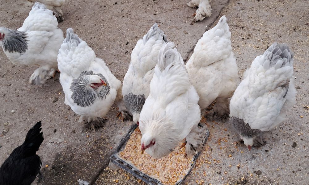 Pui si  ouă de găină brahma !