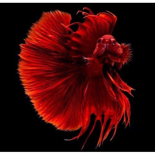 Петушок баликлар ката асартиметда