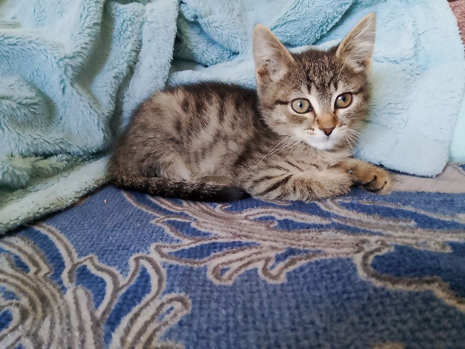 Котята в очень добрые ручки